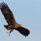 Seeadler (Haliaeetus albicilla), der Luftakrobat