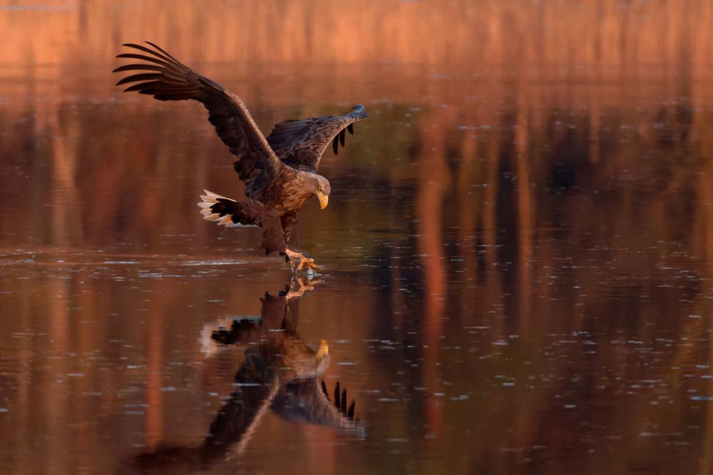 Seeadler  (Haliaeetus albicilla) - der Zugriff - 