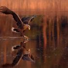 Seeadler  (Haliaeetus albicilla) - der Zugriff - 