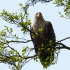 Seeadler  (Haliaeetus albicilla)  - direkter Blick.