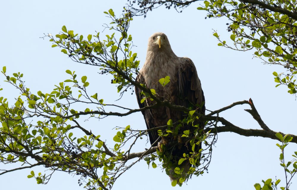 Seeadler  (Haliaeetus albicilla)  - direkter Blick.