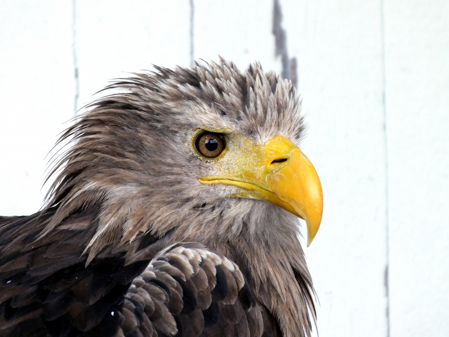 Seeadler (Haliaeetus albicilla)