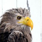 Seeadler (Haliaeetus albicilla)