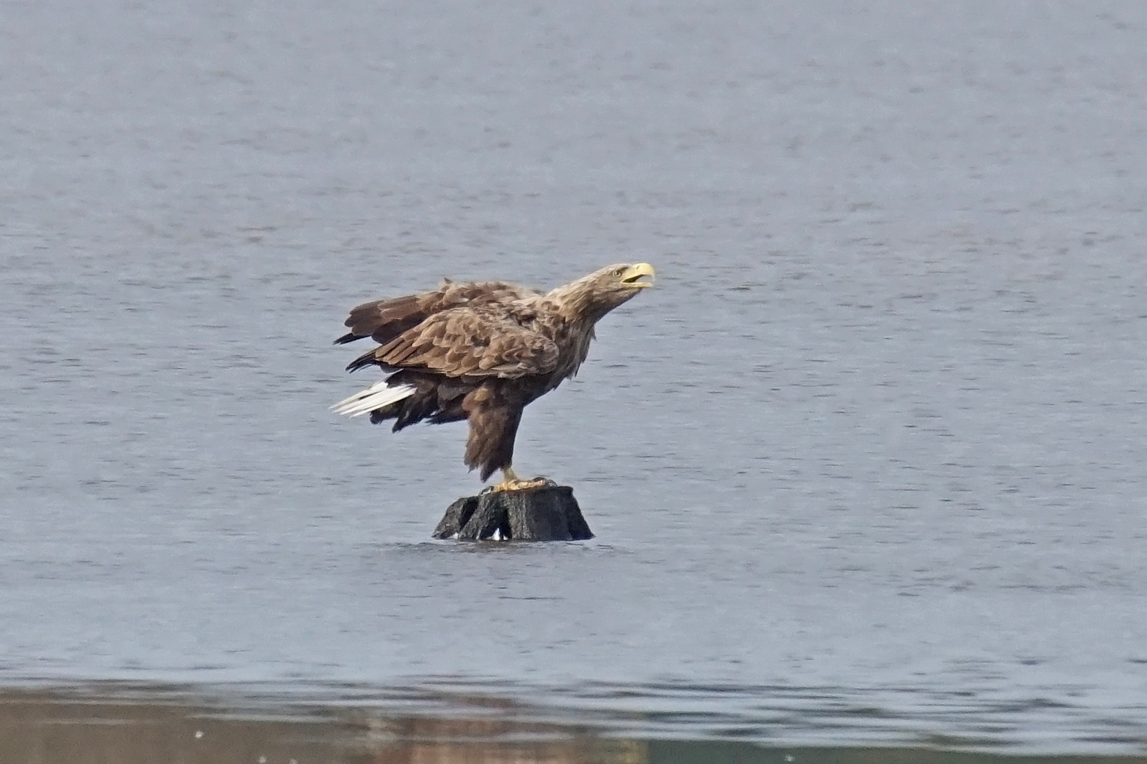 Seeadler (Haliaeetus albicilla)