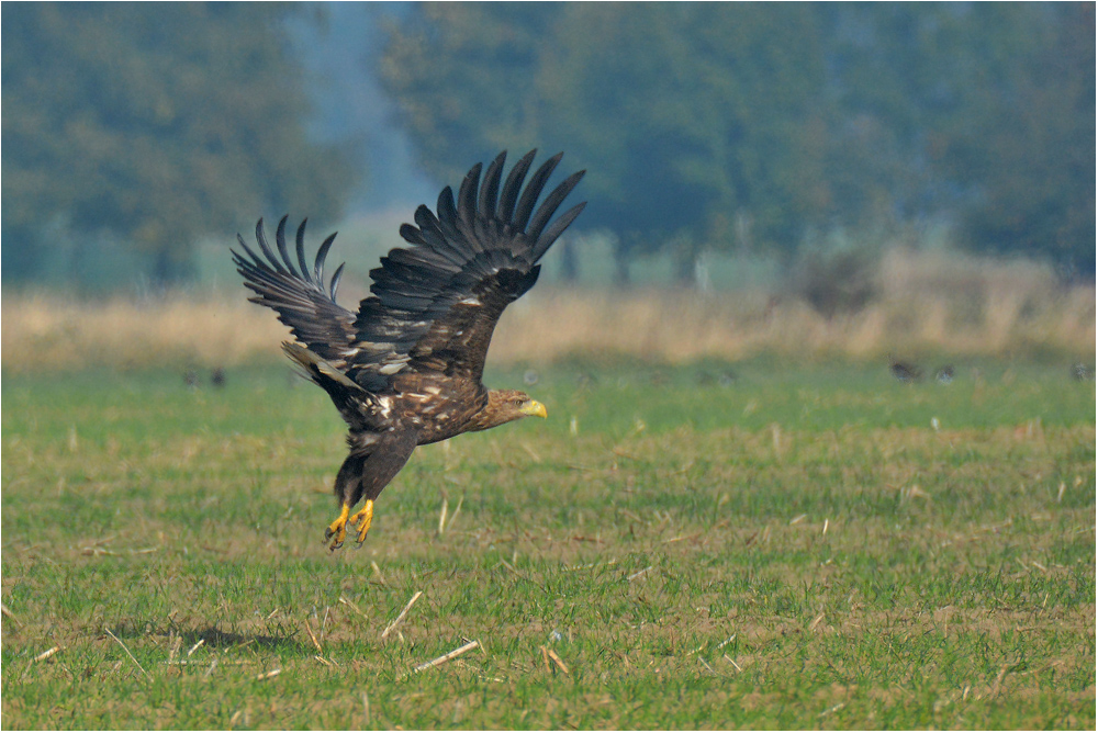 Seeadler - Haliaeetus albicilla