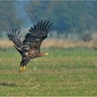 Seeadler - Haliaeetus albicilla