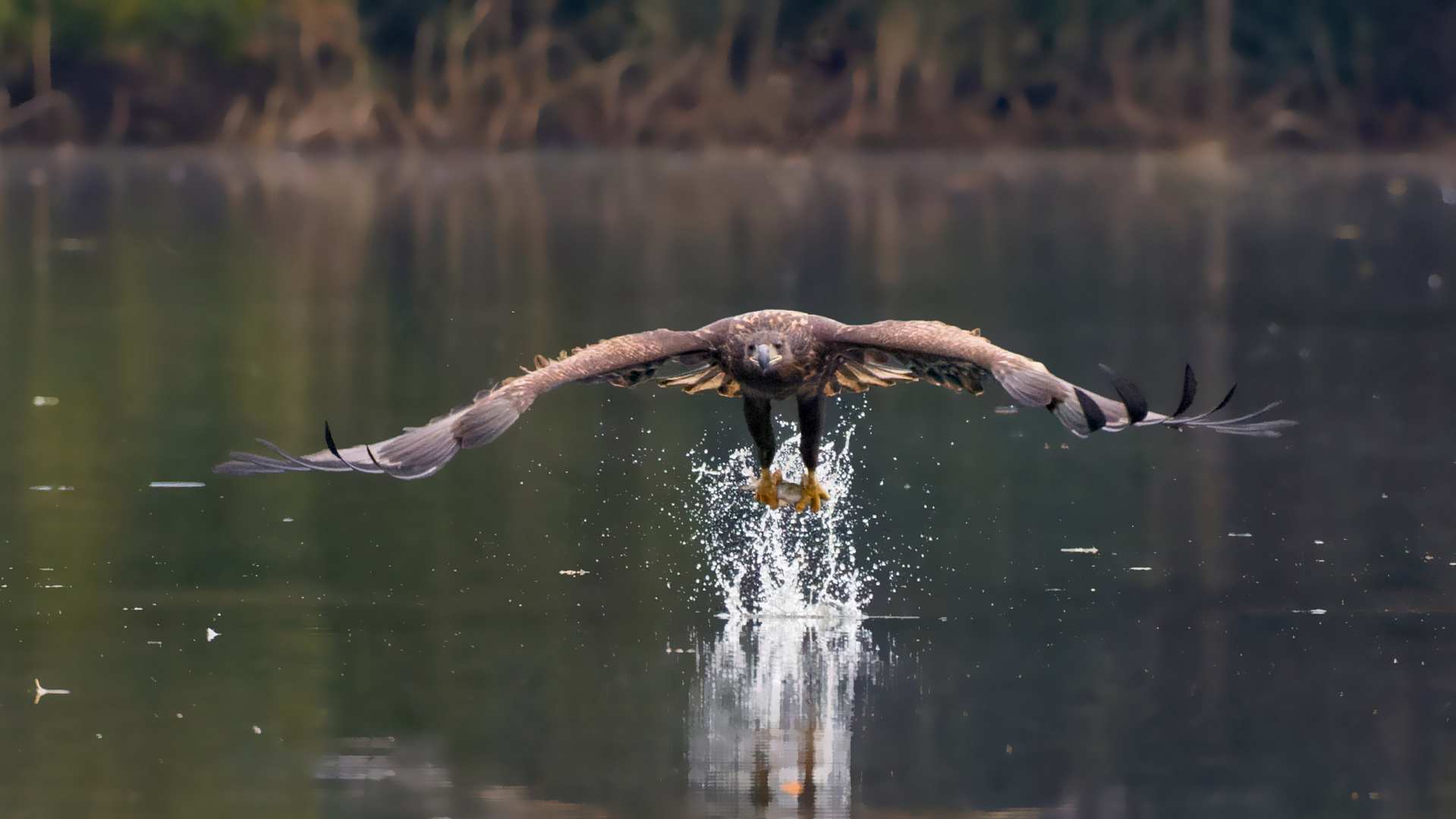 Seeadler (Haliaeetus albicilla) erbeutet Fisch