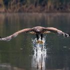 Seeadler (Haliaeetus albicilla) erbeutet Fisch