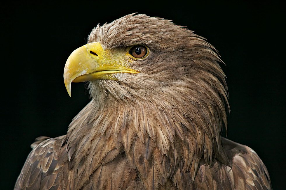 Seeadler (Haliaeetus albicilla)