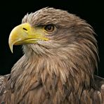 Seeadler (Haliaeetus albicilla)