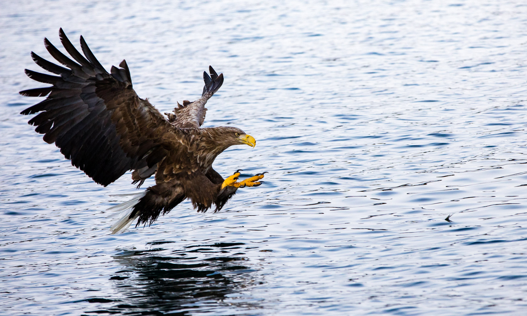 Seeadler (Haliaeetus albicilla)