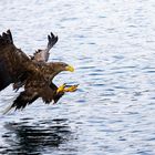 Seeadler (Haliaeetus albicilla)