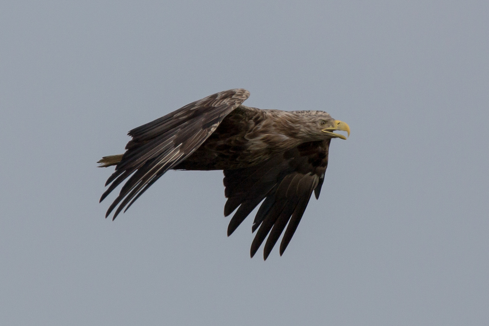 Seeadler (Haliaeetus albicilla)