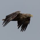 Seeadler (Haliaeetus albicilla)