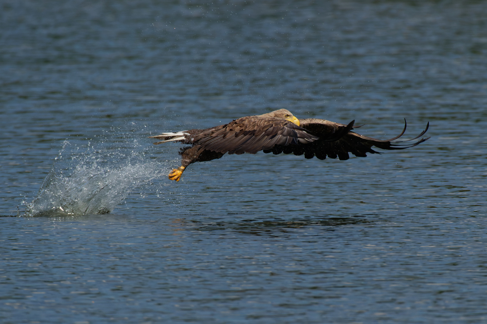 Seeadler  (Haliaeetus albicilla)  Fisch erwischt!