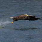 Seeadler  (Haliaeetus albicilla)  Fisch erwischt!