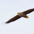 Seeadler (Haliaeetus albicilla) im Flug.