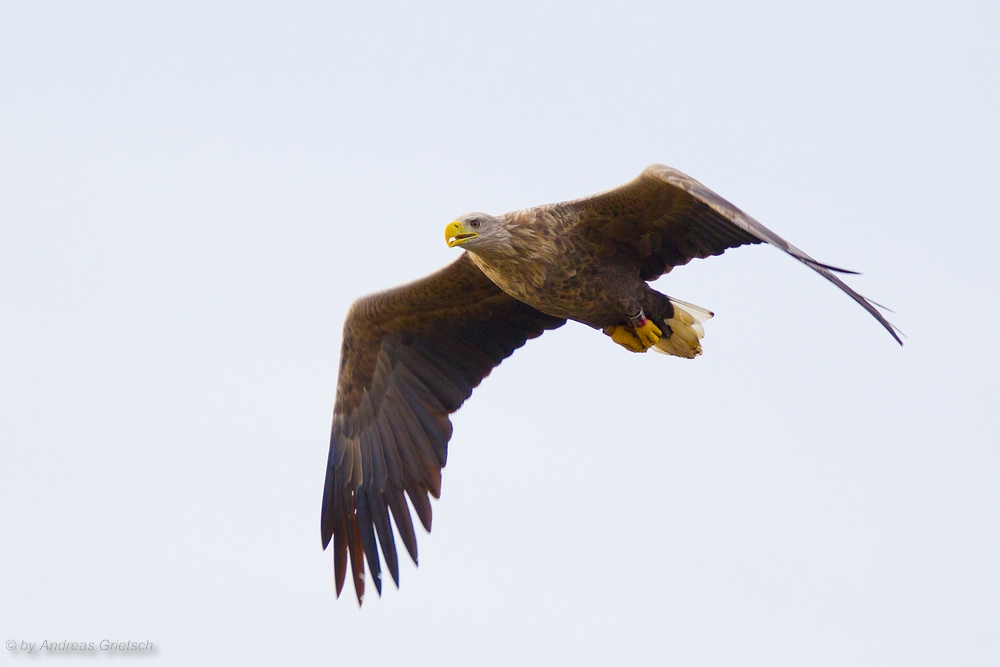 Seeadler (Haliaeetus albicilla) im Flug(2)