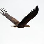 Seeadler  (Haliaeetus albicilla) im Herbst 