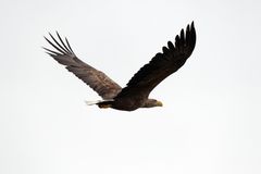 Seeadler  (Haliaeetus albicilla) im Herbst 