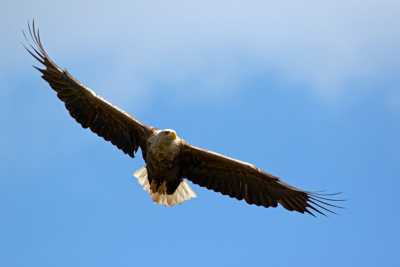 Seeadler  (Haliaeetus albicilla)  im Mai