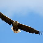 Seeadler  (Haliaeetus albicilla)  im Mai