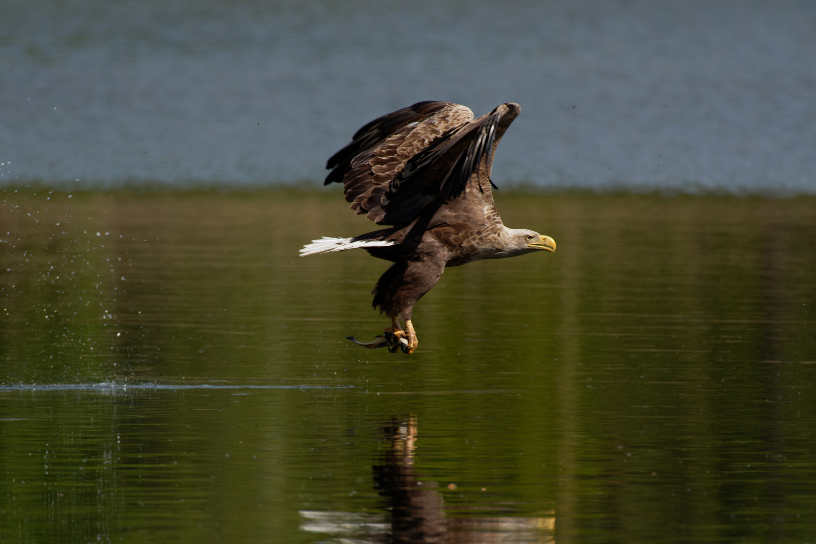 Seeadler  (Haliaeetus albicilla)  im Mai