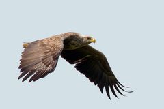 Seeadler (Haliaeetus albicilla)  im Vorbeiflug