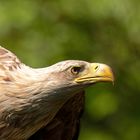 Seeadler  (Haliaeetus albicilla) im Vorbeiflug