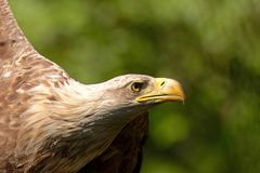 Seeadler  (Haliaeetus albicilla) im Vorbeiflug