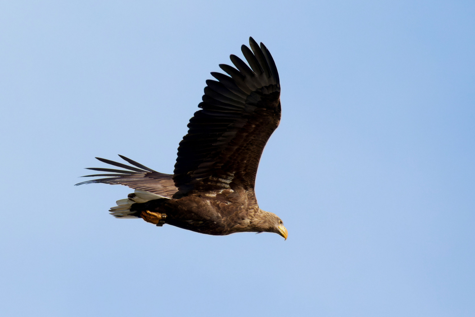 Seeadler (Haliaeetus albicilla) im Vorbeiflug