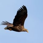 Seeadler (Haliaeetus albicilla) im Vorbeiflug