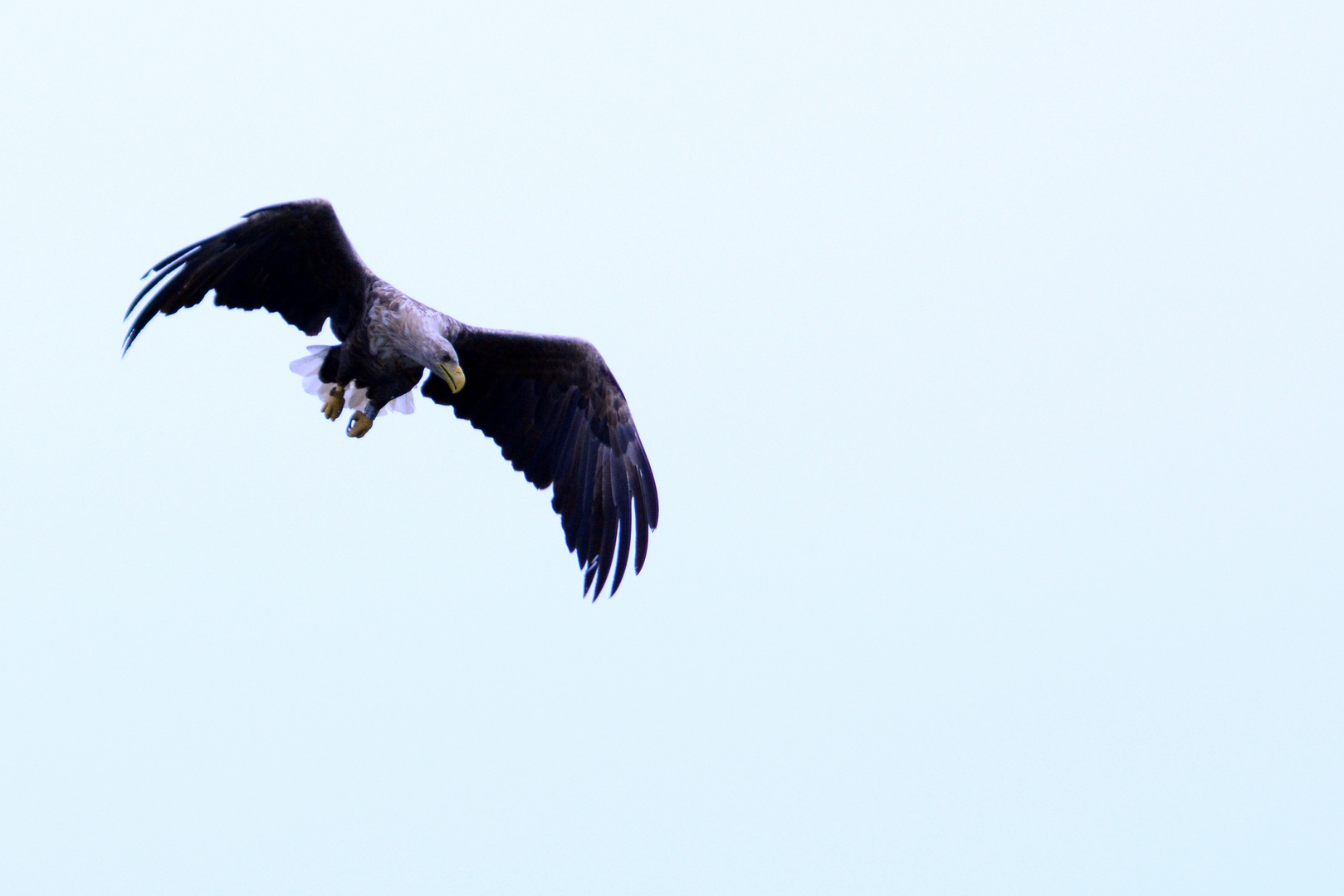 Seeadler (Haliaeetus albicilla) in Müritz-Nationalpark, Deutschland