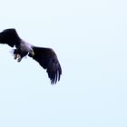 Seeadler (Haliaeetus albicilla) in Müritz-Nationalpark, Deutschland