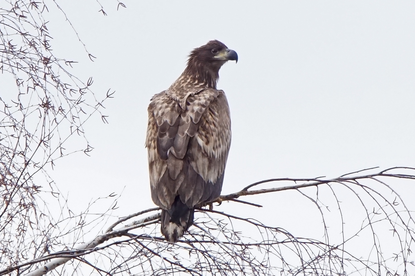 Seeadler (Haliaeetus albicilla), Jungvogel