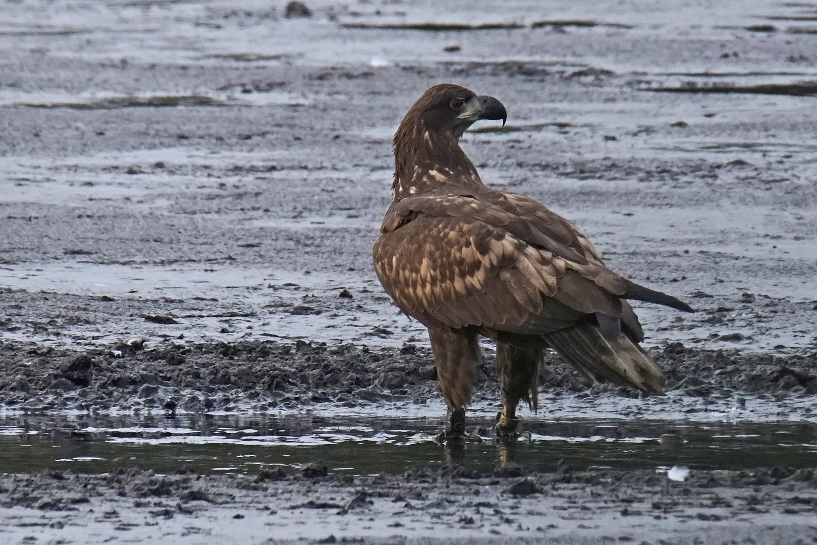 Seeadler (Haliaeetus albicilla), Jungvogel