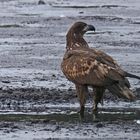 Seeadler (Haliaeetus albicilla), Jungvogel