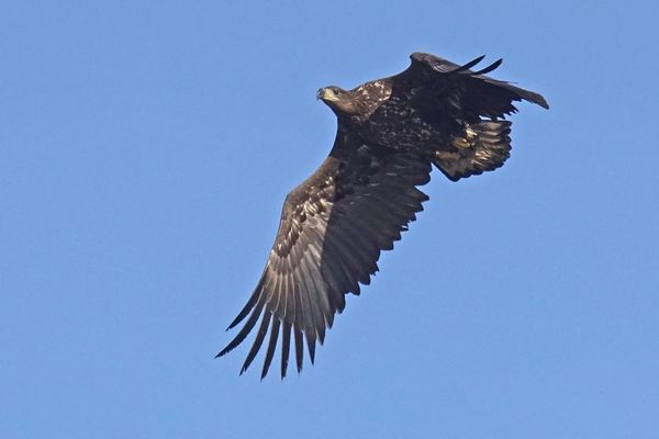 Seeadler (Haliaeetus albicilla), Jungvogel
