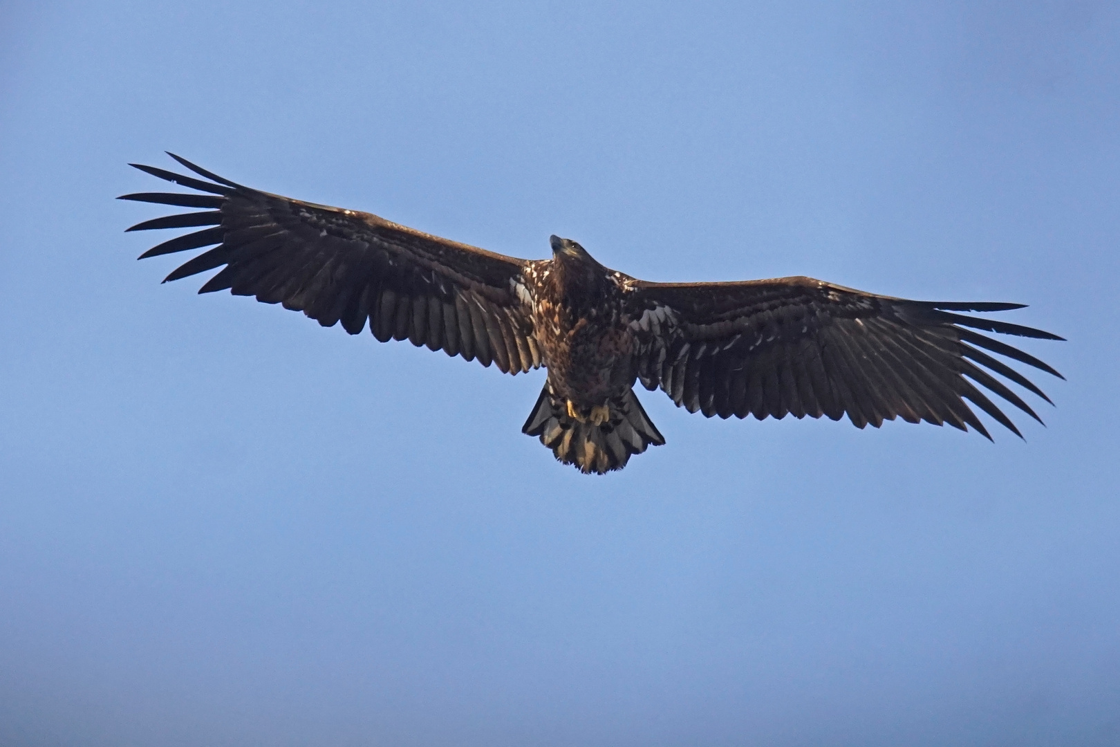 Seeadler (Haliaeetus albicilla), Jungvogel