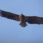 Seeadler (Haliaeetus albicilla), Jungvogel