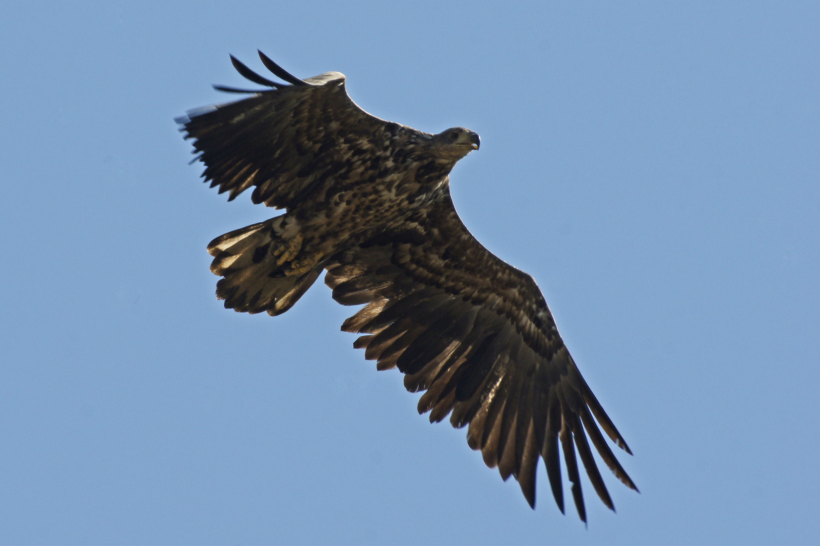 Seeadler (Haliaeetus albicilla), Jungvogel