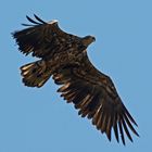 Seeadler (Haliaeetus albicilla), Jungvogel