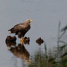 Seeadler (Haliaeetus albicilla) mit Beute