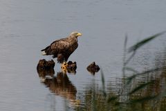 Seeadler (Haliaeetus albicilla) mit Beute