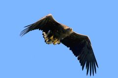 Seeadler (Haliaeetus albicilla) mit Beute