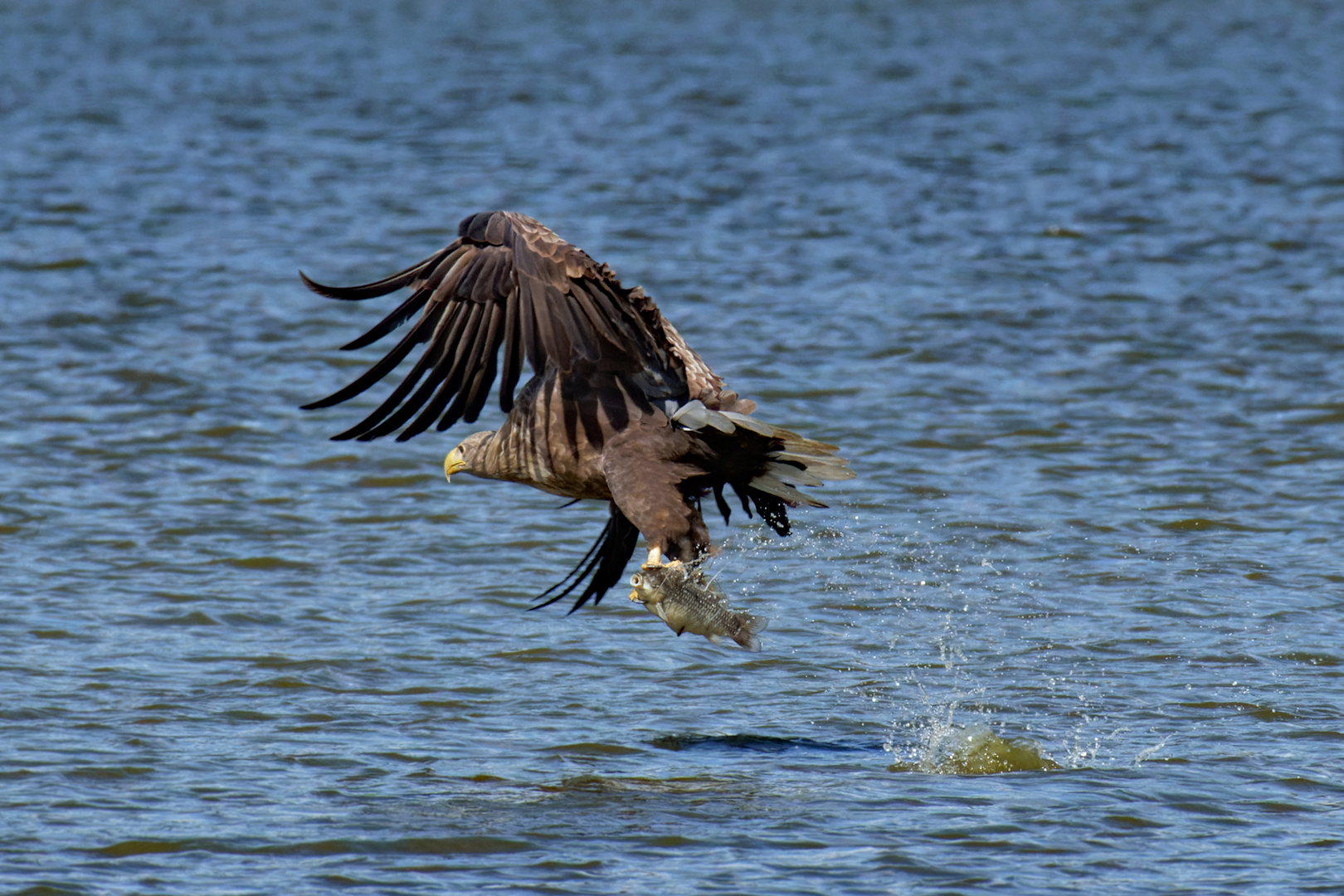 Seeadler (Haliaeetus albicilla)  mit Beute - oder der Fisch im Unglück