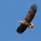 Seeadler (Haliaeetus albicilla)  mit Fisch