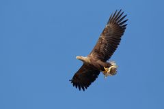 Seeadler (Haliaeetus albicilla)  mit Fisch