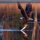 Seeadler  (Haliaeetus albicilla) mit Zander.. 