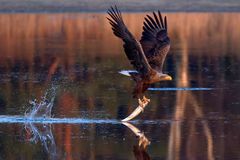 Seeadler  (Haliaeetus albicilla) mit Zander.. 